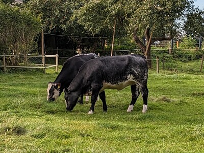 Fleisch von Rindern, die extensiv gehalten Rinder werden, für die Direktvermarkung - © Dr. Wiebke Meyer Rinder auf der Weide
