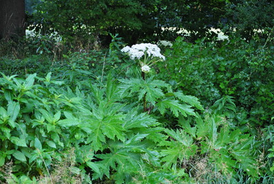 Heracleum auf Oedland und Graeben ohne Bewirtschaftung - © Dr. Dirk Wolber Heracleum auf Oedland und Graeben ohne Bewirtschaftung