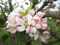 Nahaufnahme von rosa-weißen Apfelblüten an einem Baumzweig mit grünen Blättern.