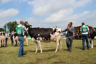 Richten der Kühe im Ring (hier Tarmstedt 2012) - © Masterrind - © MASTERRIND GmbH Richten der Kühe im Ring (hier Tarmstedt 2012)