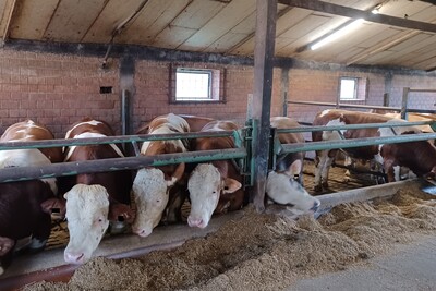 Durch Entfernung der Trennwand vergrößerte Mastbullenbucht