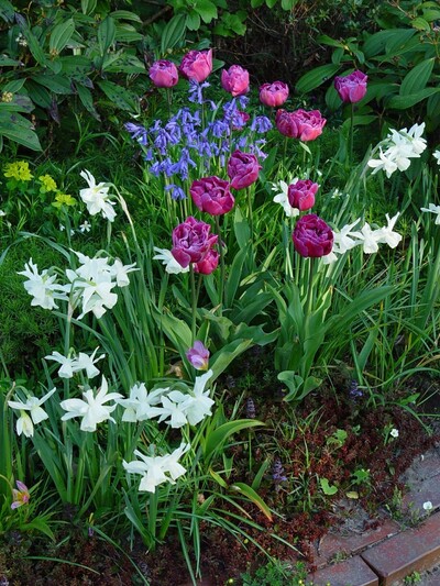 - © Almut Eilers Zweibelpflanzen