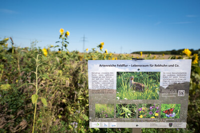 Vorstellung einer Fläche speziell für den Rebhuhnschutz nahe des Wolfenbütteler Ortsteils Leinde. Derartige Projekte werden im Zuge des Natur- und Artenschutzbündnisses „Der Niedersächsische Weg“ vermehrt umgesetzt. - © Wolfgang Ehrecke Vorstellung einer Fläche speziell für den Rebhuhnschutz nahe des Wolfenbütteler Ortsteils Leinde. Derartige Projekte werden im Zuge des Natur- und Artenschutzbündnisses „Der Niedersächsische Weg“ vermehrt umgesetzt.