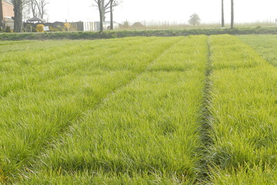 Ackergrasbestand - © Dr. Christine Kalzendorf Ackergrasbestand