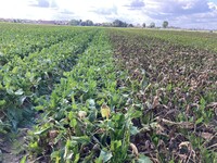 Sortenunterschiede beim Cercosporabefall