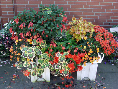 Musterkasten Begonia u.a.