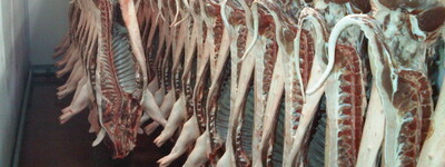 - © Jan Hempler Reihen von Schweinehälften hängen in einem Kühlraum an Haken.