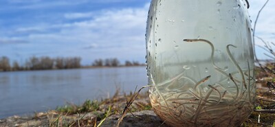 Aalbesatzaktion 2026