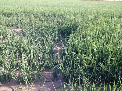 Zwiebelberatung Uelzen