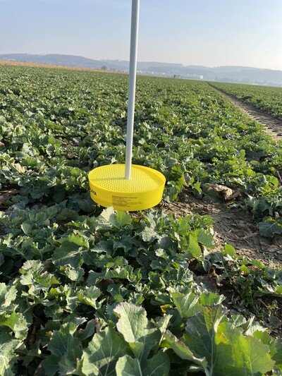 Gelbschale im Frühjahr - © Christopher Mönter Gelbschale Frühjahr