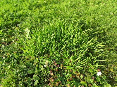 Ungr&auml;ser im Rasen - Honiggras