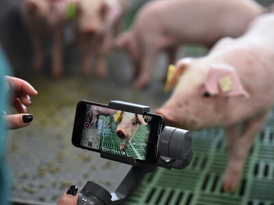 Erstmals hat die Landwirtschaftskammer Ferkel in die neue DigiSchwein-Ferkelaufzucht eingestallt.