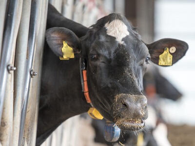 Finale des Berufswettbewerbs der deutschen Landjugend am 21.06.2023 im Landwirtschaftlichen Bildungszentrum in Echem. - © Wolfgang Ehrecke Finale des Berufswettbewerbs der deutschen Landjugend am 21.06.2023 im Landwirtschaftlichen Bildungszentrum in Echem.