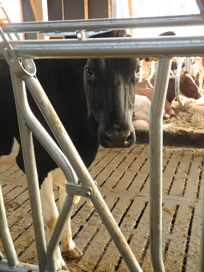 Schwarzbunte Kuh - © Dr. Hans-Gerd Brunken Schwarzbunte Kuh