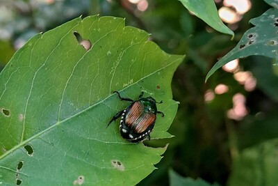 Am deutlichsten l&auml;sst sich der Japank&auml;fer anhand der jeweils f&uuml;nf wei&szlig;en Haarb&uuml;schel an den Seiten und den zwei Haarb&uuml;scheln am Hinterende von &auml;hnlichen, einheimischen K&auml;fern unterscheiden.
