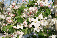 Apfelblüte im Alten Land