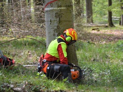 Starkholz richtig fällen - © Carl Hesebeck Starkholz richtig fällen