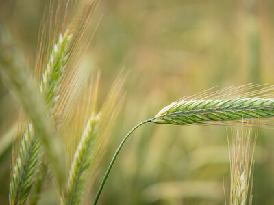 Feldtag zum Thema Landwirtschaft und Wasserschutz am 17.06.2026 in Schw&uuml;blingsen (Uetze/Region Hannover).