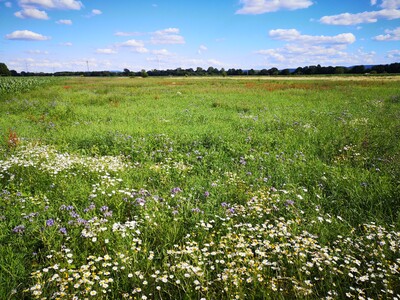 Blumenwiese unter blauem Himmel mit wei&szlig;en Wolken, im Hintergrund B&auml;ume und Felder.