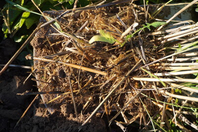 Spatenprobe in Drohnensaat mit Strohauflage und langer Stoppellänge