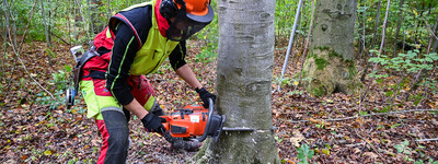 Berufsausbildung Forstwirt / Forstwirtin - © Andreas Teichler Baumfällarbeiten