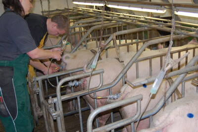 Die Eigenbestandsbesamung von Sauen ist weit verbreitet - © Dr. Heiko Janssen Die Eigenbestandsbesamung von Sauen ist weit verbreitet