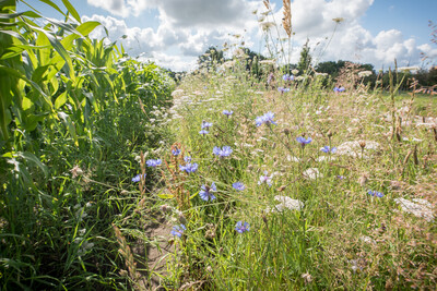 Artenreicher Blühstreifen neben einem Maisfeld in der Nähe von Bad Zwischenahn-Rostrup (Kreis Ammerland).