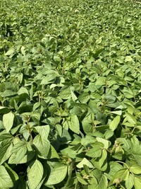 Sojabohnen-Feldbestand