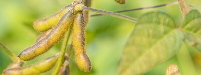 - © Wolfgang Ehrecke LeguNet-Soja-Feldtag der Landwirtschaftskammer Niedersachsen in Blender (Kreis Verden).