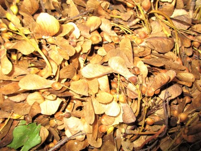 Nasenzwicker: Der neu ins Ernteregister aufgenommene Bergahornbestand hat reich getragen. - © Dieter Scholz Nasenzwicker (Bergahornsamen)