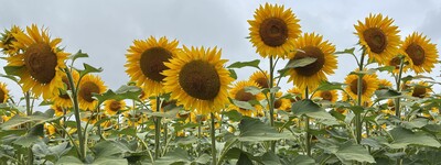 Sonnenblumenfeld