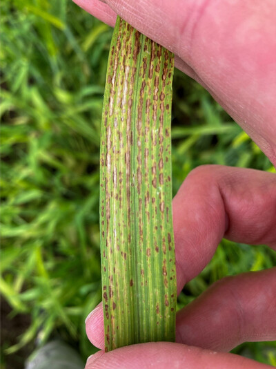 Manganmangel in Wintergerste infolge eines zu hohen pH-Werts auf Sandboden.