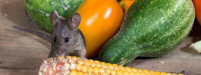 Schadnager im Gemüsevorrat