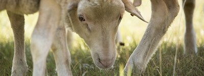 - © Andreas Tamme / Fotograf Schaf auf Weide, Nahaufnahme