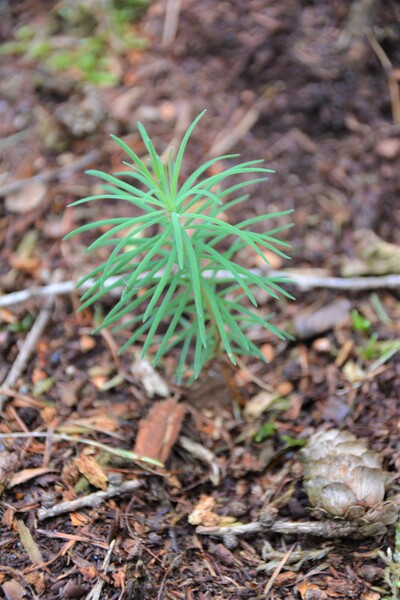 Eine kleine Japanlärche nutzt das ihr mit dem Pflug bereitete „Beet“. - © Carl Hesebeck Japanlärche Saat