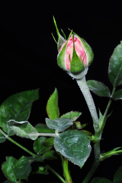 Rosa-Sphaerotheca pannosa