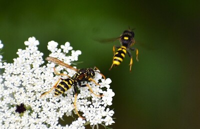 Haus-Feldwespe und Gem. Fliegenjäger auf Wilder Möhre - © Winnie Hübner Haus-Feldwespe und Gem. Fliegenjäger auf Wilder Möhre