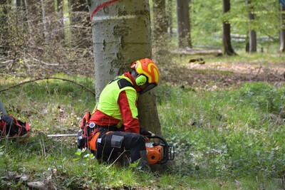 Starkholz richtig fällen - © Carl Hesebeck Starkholz richtig fällen