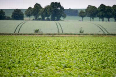 Impressionen vom großen Feldtag für Niedersachsen am 6.6.2019 in der LWK-Versuchssstation Poppenburg
