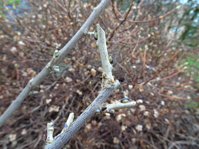 Winterschnitt beim Blauregen (Wisteria) - © Nadja Krause Winterschnitt beim Blauregen (Wisteria)
