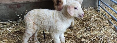 Die Lammzeit 2023 am LBZ Echem hat begonnen.