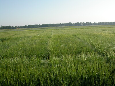 Sommergerste - © Willi Thiel Sommergerste