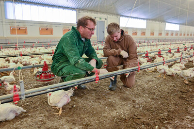 Tierwirt*in Geflügel