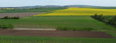 Agroforstfl&auml;che mit Pappelsorten mit unterschiedlichen Bl&uuml;hzeitpunkten
