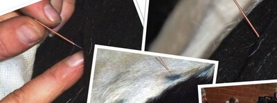 - © Jutta Blome Akupunkturseminar