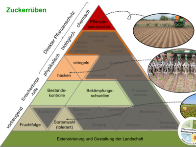 Maßnahmenpyramide für den integrierten Pflanzenschutz in Zuckerrüben - © Steffen Konnemann / Georg-August-Universität Göttingen bearbeitet von Iris Schaper / LWK Niedersachsen Maßnahmenpyramide für den integrierten Pflanzenschutz in Zuckerrüben