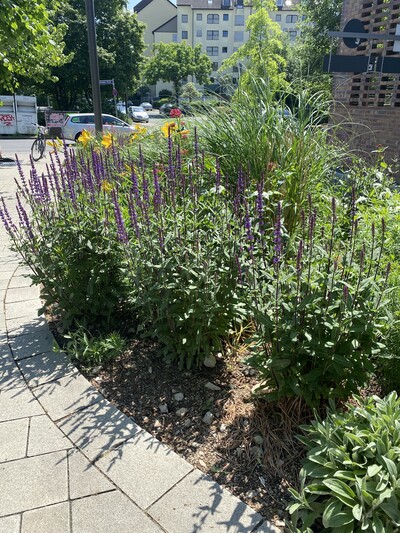 Bunte Staudenbeete statt langweilige Bodendecker - © Dr. Philipp Schönfeld Bunte Staudenbeete statt langweilige Bodendecker