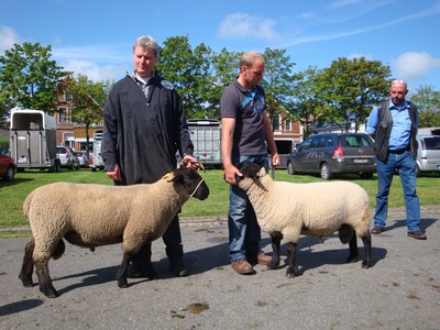 Die beiden besten Suffolklammböcke in Rodenkirchen