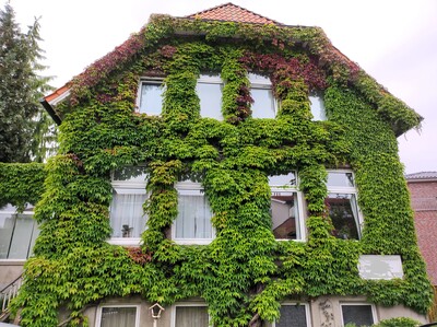 Bodengebundene Fassadenbegr&uuml;nung mit wildem Wein
