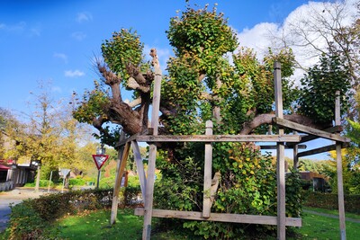 Mehrst&auml;mmige Linde - &auml;ltester Baum im Ammerland